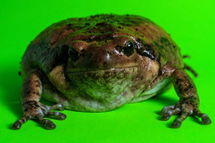 asian painted bullfrog