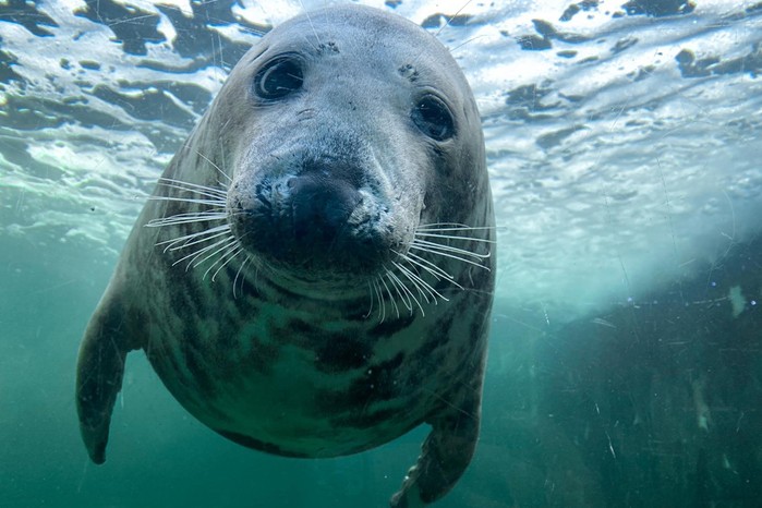 Seal at Cornish Seal Sanctuary