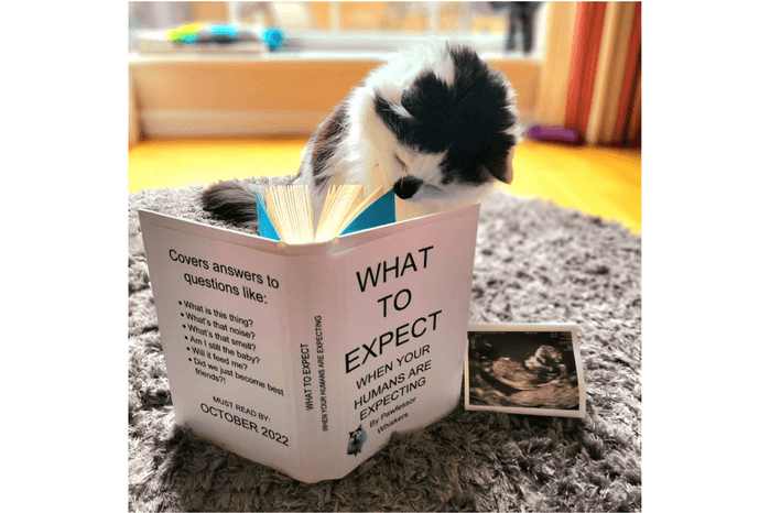 pregnancy announcement kitten reading book